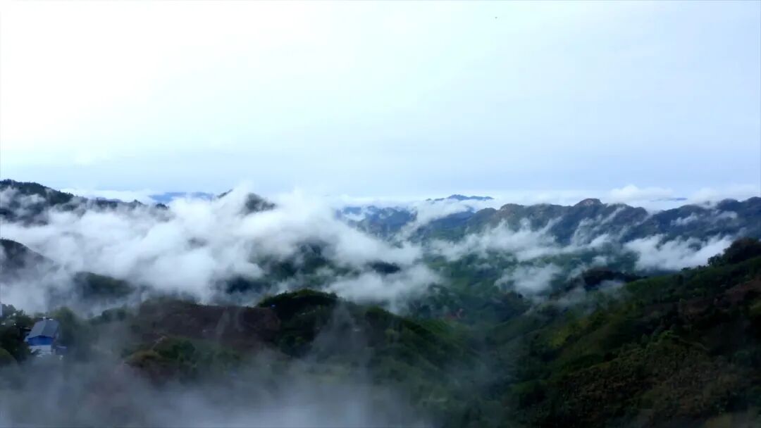 门道茶 (2)