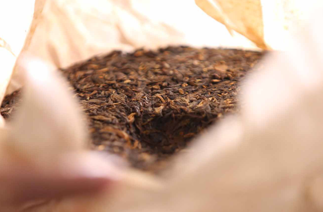 乔木老树 (1)